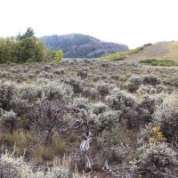 Sapinero Ranch images 4