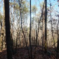 Recreational Retreat Close to Town images 5