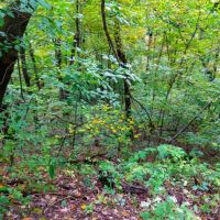 Wisconsin-Hunting and Recreational Land For Sale in Richland County images 5