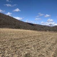 44 acres Farmland  Hunting Land and Building Lot in Hinsdale NY