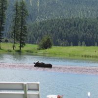 Moose Meadow Ranch images 6