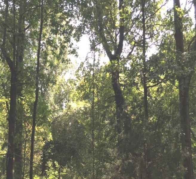 203 Acres in Yazoo County in Yazoo City  MS featured image