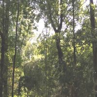 203 Acres in Yazoo County in Yazoo City  MS
