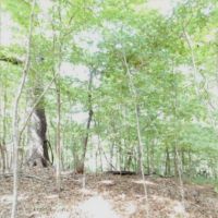 203 Acres in Yazoo County in Yazoo City  MS images 4