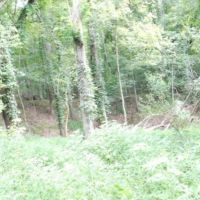 203 Acres in Yazoo County in Yazoo City  MS images 6