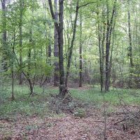 Echeconnee Creek Paradise images 6