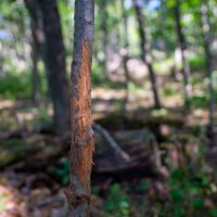 Wisconsin Land For Sale in Columbia County images 3