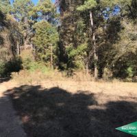 15.5 ac - Timberland for Home Site - Price Reduced