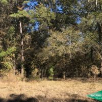 15.5 ac - Timberland for Home Site - Price Reduced images 2