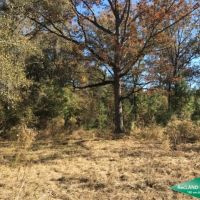 15.5 ac - Timberland for Home Site - Price Reduced images 3