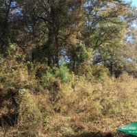 15.5 ac - Timberland for Home Site - Price Reduced images 4