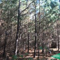 15.5 ac - Timberland for Home Site - Price Reduced images 5