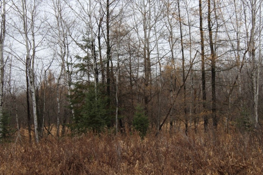 Great Mix of Ag Land and Hunting Land Taylor County WI featured image