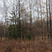 Great Mix of Ag Land and Hunting Land Taylor County WI