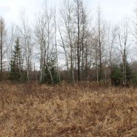 Great Mix of Ag Land and Hunting Land Taylor County WI images 2