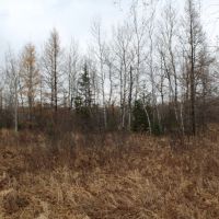 Great Mix of Ag Land and Hunting Land Taylor County WI images 5
