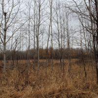 Great Mix of Ag Land and Hunting Land Taylor County WI images 6