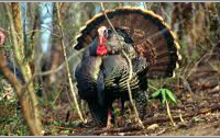 Stunning 7500 Acre Alabama Whitetail, Dove, & Turkey Hunting Preserve with Lodging