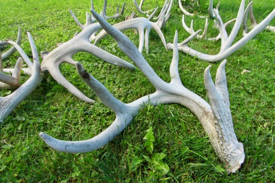 Investment Property with Giant Whitetail in Vernon County  WI featured image