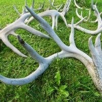 Investment Property with Giant Whitetail in Vernon County  WI