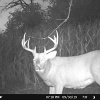 Investment Property with Giant Whitetail in Vernon County  WI