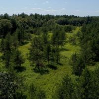 Hunting &nbsp; Recreational Land Tract For Sale in Adams County WI images 4