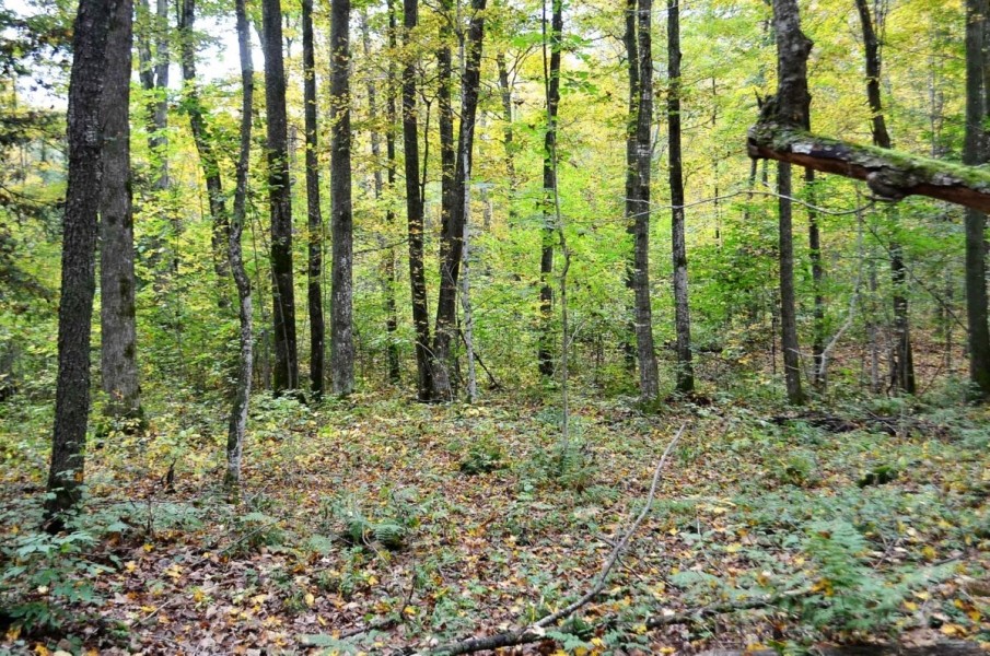 120 Acre Marathon County WI Land Auction Online Only featured image