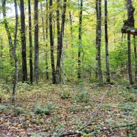 120 Acre Marathon County WI Land Auction Online Only