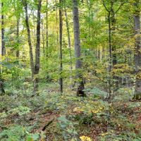 120 Acre Marathon County WI Land Auction Online Only images 2