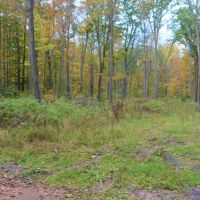 120 Acre Marathon County WI Land Auction Online Only images 4