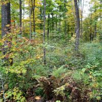120 Acre Marathon County WI Land Auction Online Only images 5