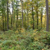 120 Acre Marathon County WI Land Auction Online Only images 6