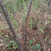 Wisconsin Hunting Land For Sale in Portage County images 2