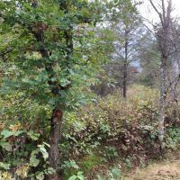 Wisconsin Hunting Land For Sale in Portage County images 3