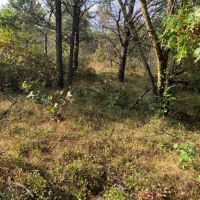 Wisconsin Hunting Land For Sale in Portage County images 6