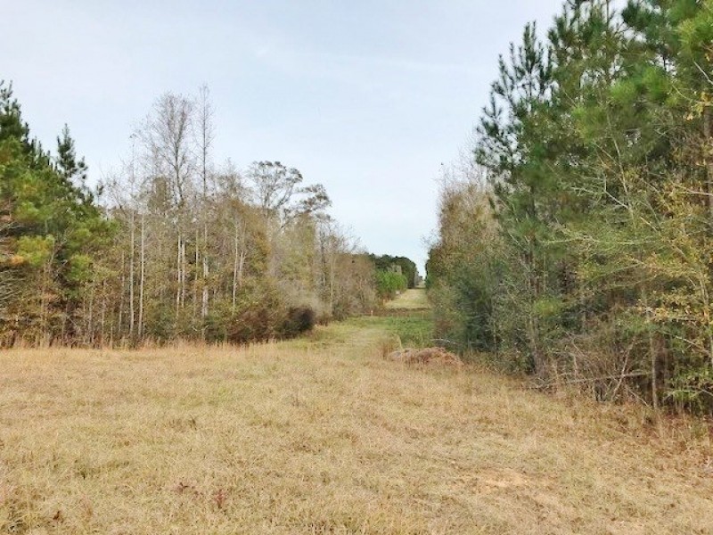 40 Wooded Acres with Frontage on Terry s Creek featured image