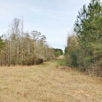40 Wooded Acres with Frontage on Terry s Creek