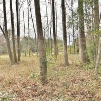 40 Wooded Acres with Frontage on Terry s Creek images 4