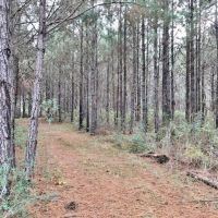 40 Wooded Acres with Frontage on Terry s Creek images 6