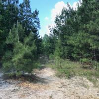 92 ac - Timberland &nbsp; Hunting Tract near Town - PRICE REDUCED images 2