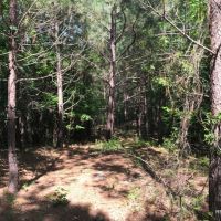 92 ac - Timberland &nbsp; Hunting Tract near Town - PRICE REDUCED images 3