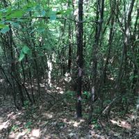 92 ac - Timberland &nbsp; Hunting Tract near Town - PRICE REDUCED images 4