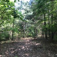 92 ac - Timberland &nbsp; Hunting Tract near Town - PRICE REDUCED images 5