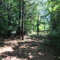 92 ac - Timberland &nbsp; Hunting Tract near Town - PRICE REDUCED images 6