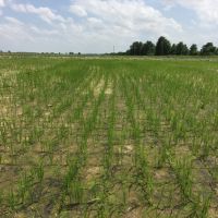 Cropland and Duck Hunting