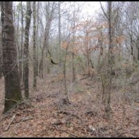 19.2 Acres in Lafayette County in Paris  MS images 5