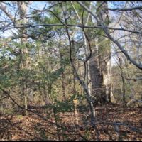 19.2 Acres in Lafayette County in Paris  MS images 6
