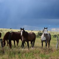 LOT 129 TURKEY RIDGE RANCH images 6
