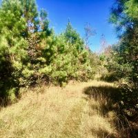 Washington County  NC Hunting Tract with Timber and Ponds images 6