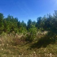 Washington County  NC Hunting Tract with Timber and Ponds images 4